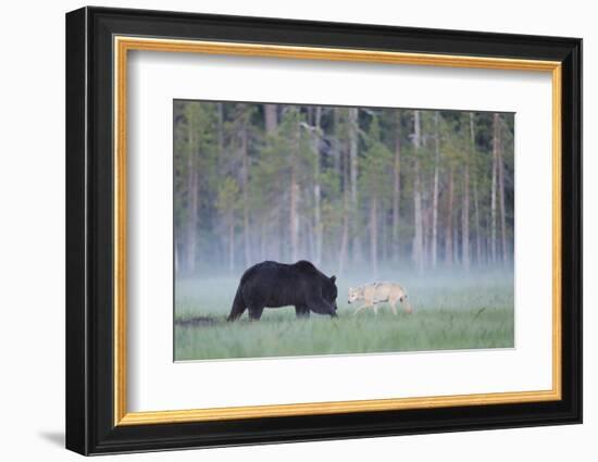 European Grey Wolf (Canis Lupus) Interacting with European Brown Bear (Ursus Arctos) Kuhmo, Finland-Widstrand-Framed Photographic Print