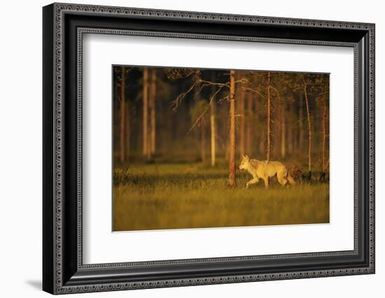 European Grey Wolf (Canis Lupus) Walking, Kuhmo, Finland, July 2009-Widstrand-Framed Photographic Print