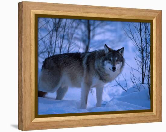 European Grey Wolf Male in Snow, C Norway-Asgeir Helgestad-Framed Premier Image Canvas