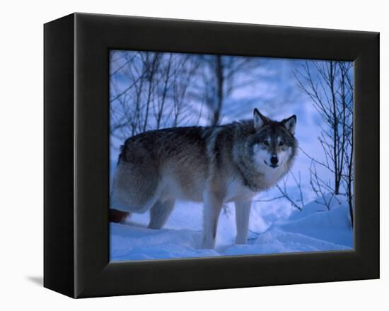 European Grey Wolf Male in Snow, C Norway-Asgeir Helgestad-Framed Premier Image Canvas