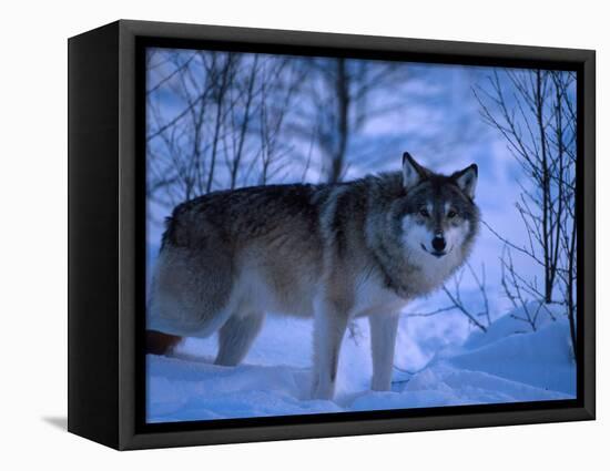 European Grey Wolf Male in Snow, C Norway-Asgeir Helgestad-Framed Premier Image Canvas