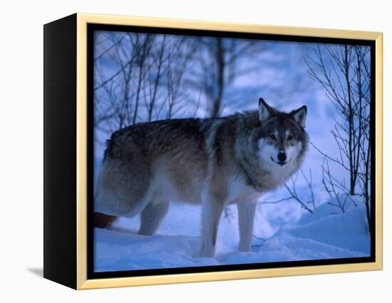 European Grey Wolf Male in Snow, C Norway-Asgeir Helgestad-Framed Premier Image Canvas