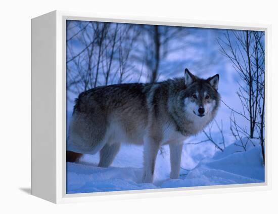 European Grey Wolf Male in Snow, C Norway-Asgeir Helgestad-Framed Premier Image Canvas