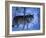 European Grey Wolf Male in Snow, C Norway-Asgeir Helgestad-Framed Photographic Print