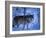 European Grey Wolf Male in Snow, C Norway-Asgeir Helgestad-Framed Photographic Print