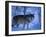 European Grey Wolf Male in Snow, C Norway-Asgeir Helgestad-Framed Photographic Print