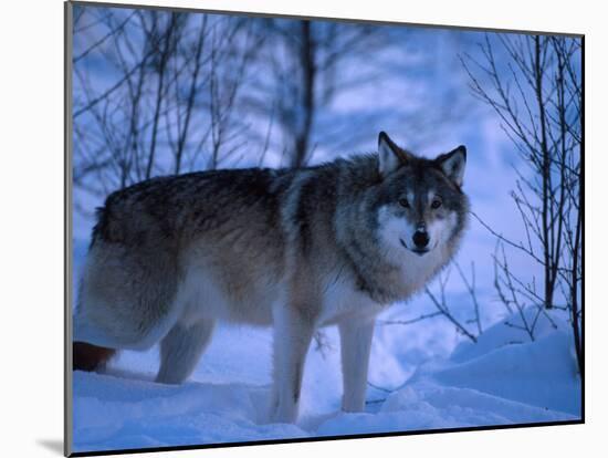 European Grey Wolf Male in Snow, C Norway-Asgeir Helgestad-Mounted Photographic Print