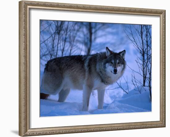 European Grey Wolf Male in Snow, C Norway-Asgeir Helgestad-Framed Photographic Print