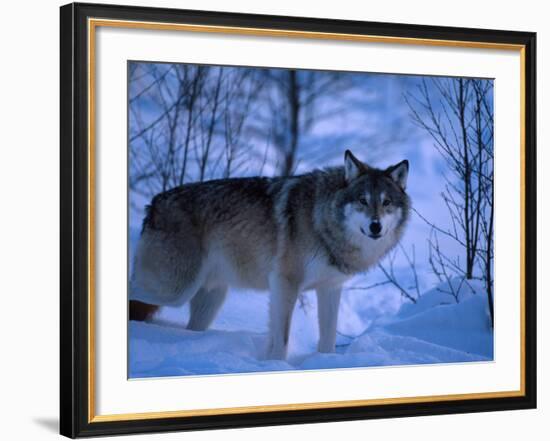 European Grey Wolf Male in Snow, C Norway-Asgeir Helgestad-Framed Photographic Print