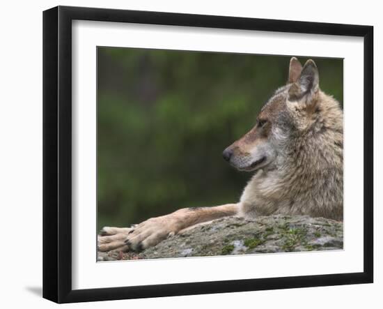 European / Grey Wolf, Resting on Boulder in Forest, Bavarian Forest, Germany-Philippe Clement-Framed Photographic Print