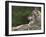 European / Grey Wolf, Resting on Boulder in Forest, Bavarian Forest, Germany-Philippe Clement-Framed Photographic Print