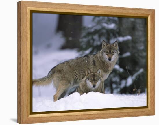 European Grey Wolves in Snow, Bayerischer Wald Np, Germany-Eric Baccega-Framed Premier Image Canvas