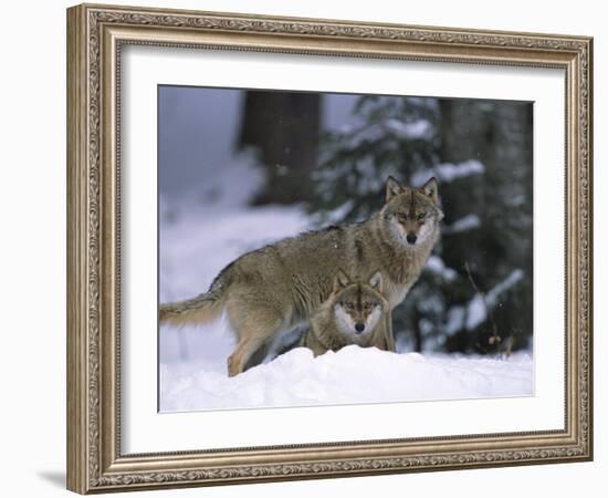 European Grey Wolves in Snow, Bayerischer Wald Np, Germany-Eric Baccega-Framed Photographic Print