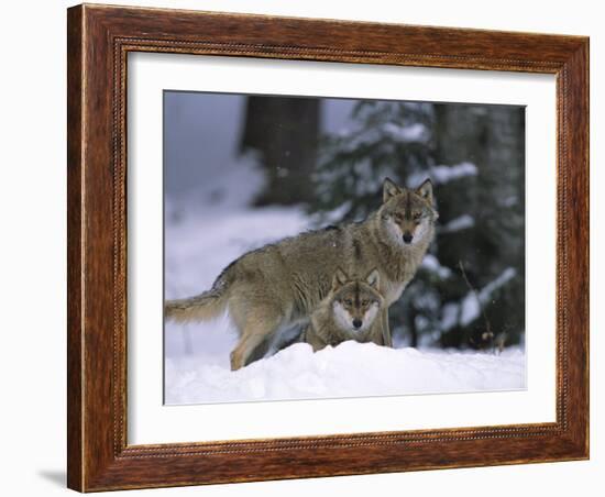 European Grey Wolves in Snow, Bayerischer Wald Np, Germany-Eric Baccega-Framed Photographic Print