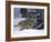 European Grey Wolves in Snow, Bayerischer Wald Np, Germany-Eric Baccega-Framed Photographic Print