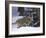 European Grey Wolves in Snow, Bayerischer Wald Np, Germany-Eric Baccega-Framed Photographic Print