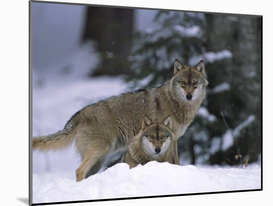 European Grey Wolves in Snow, Bayerischer Wald Np, Germany-Eric Baccega-Mounted Photographic Print