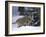 European Grey Wolves in Snow, Bayerischer Wald Np, Germany-Eric Baccega-Framed Photographic Print