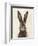 European Hare I-Ethan Harper-Framed Premium Giclee Print