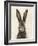 European Hare I-Ethan Harper-Framed Art Print