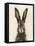 European Hare I-Ethan Harper-Framed Stretched Canvas