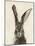 European Hare II-Ethan Harper-Mounted Art Print