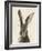 European Hare II-Ethan Harper-Framed Art Print