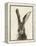 European Hare II-Ethan Harper-Framed Stretched Canvas