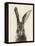 European Hare II-Ethan Harper-Framed Stretched Canvas