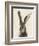 European Hare II-Ethan Harper-Framed Premium Giclee Print