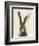 European Hare II-Ethan Harper-Framed Premium Giclee Print