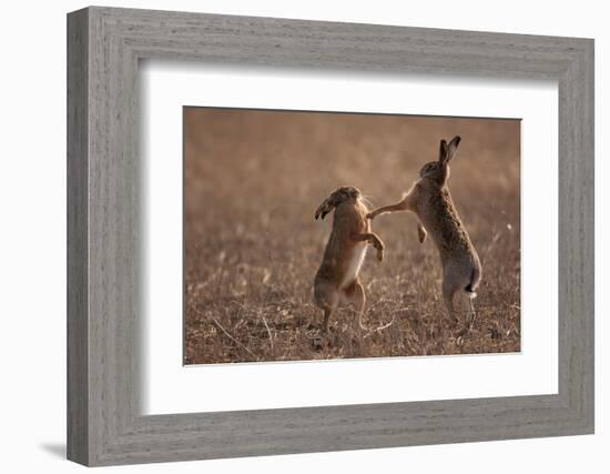 European hare mating pair boxing in field, Slovakia-Dietmar Nill-Framed Photographic Print