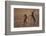 European hare mating pair boxing in field, Slovakia-Dietmar Nill-Framed Photographic Print