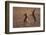 European hare mating pair boxing in field, Slovakia-Dietmar Nill-Framed Photographic Print