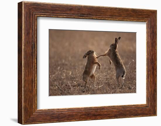 European hare mating pair boxing in field, Slovakia-Dietmar Nill-Framed Photographic Print