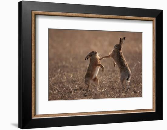 European hare mating pair boxing in field, Slovakia-Dietmar Nill-Framed Photographic Print