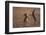 European hare mating pair boxing in field, Slovakia-Dietmar Nill-Framed Photographic Print