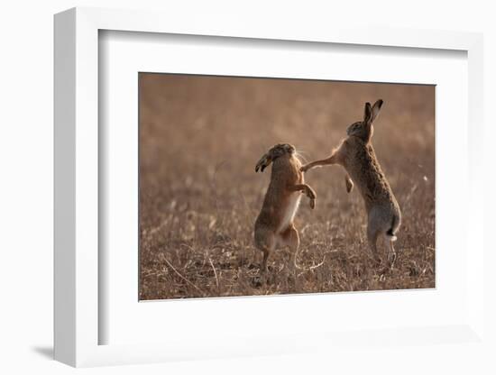 European hare mating pair boxing in field, Slovakia-Dietmar Nill-Framed Photographic Print