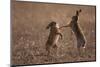 European hare mating pair boxing in field, Slovakia-Dietmar Nill-Mounted Photographic Print