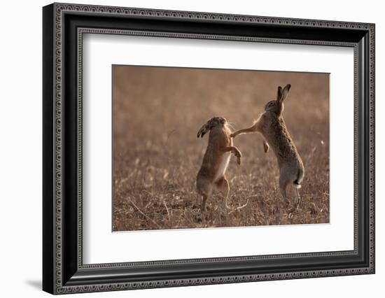 European hare mating pair boxing in field, Slovakia-Dietmar Nill-Framed Photographic Print