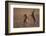 European hare mating pair boxing in field, Slovakia-Dietmar Nill-Framed Photographic Print