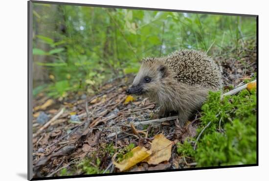 European hedgehog walking through forest undergrowth, Finland-Jussi Murtosaari-Mounted Photographic Print