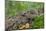 European hedgehog walking through forest undergrowth, Finland-Jussi Murtosaari-Mounted Photographic Print