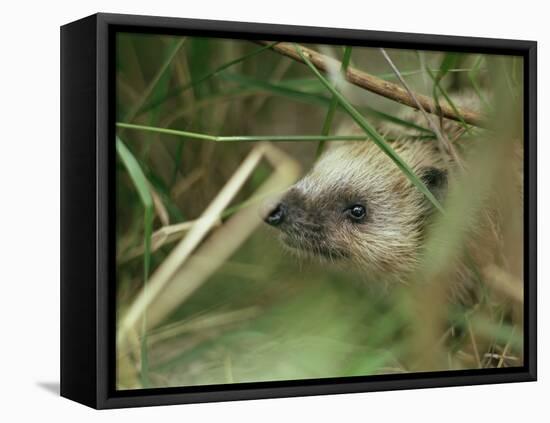 European Hedgehog-Bjorn Svensson-Framed Premier Image Canvas