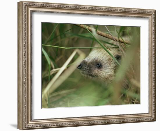 European Hedgehog-Bjorn Svensson-Framed Photographic Print