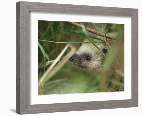 European Hedgehog-Bjorn Svensson-Framed Photographic Print