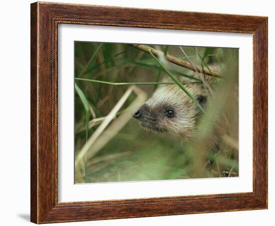 European Hedgehog-Bjorn Svensson-Framed Photographic Print