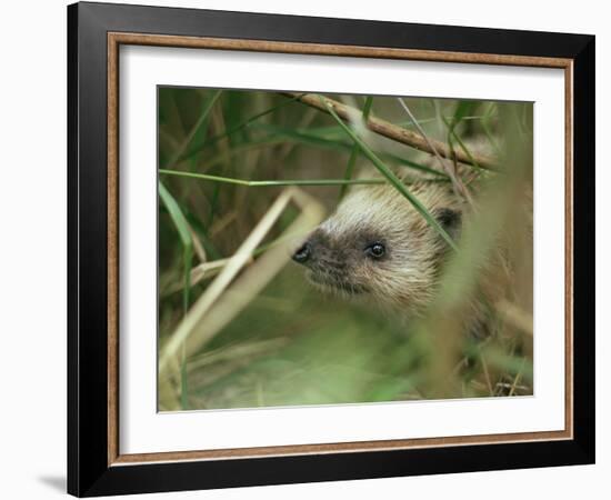 European Hedgehog-Bjorn Svensson-Framed Photographic Print