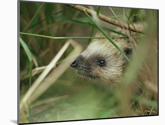 European Hedgehog-Bjorn Svensson-Mounted Photographic Print