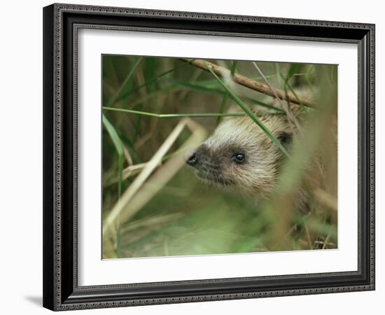 European Hedgehog-Bjorn Svensson-Framed Photographic Print